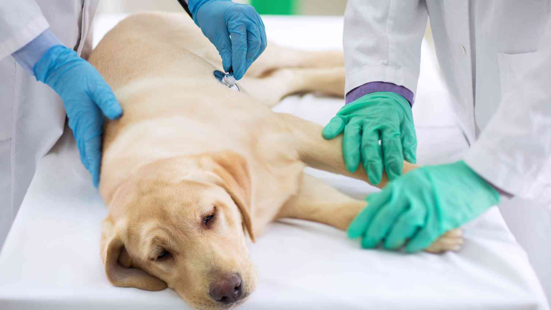 Un perro en el veterinario.