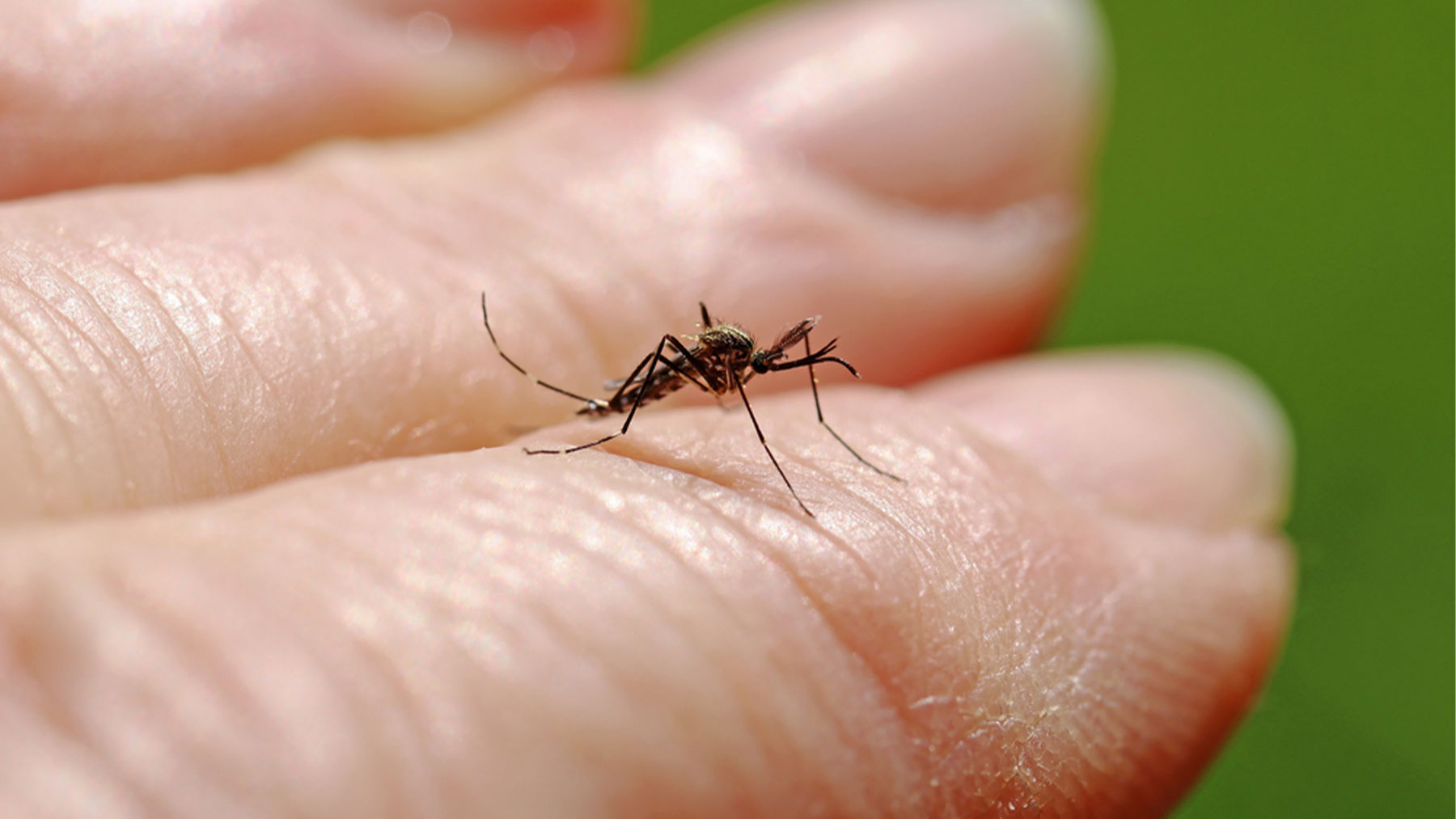 El mosquito Aedes japonicus o mosquito de Japón se detectó por primera vez en Europa en el año 2000.