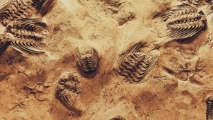 Fósiles, civilización