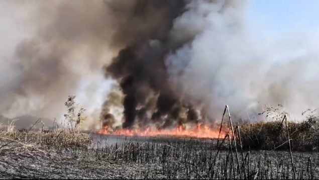 incendio s'Albufera sa pobla