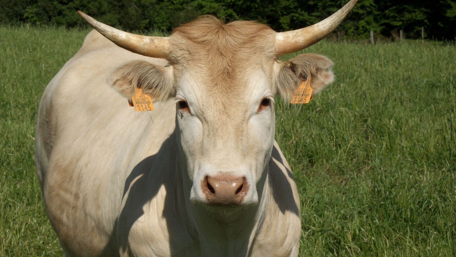 Vaca Pirenaica. Foto: Real Federación Española de Asociaciones de Ganado Selecto.