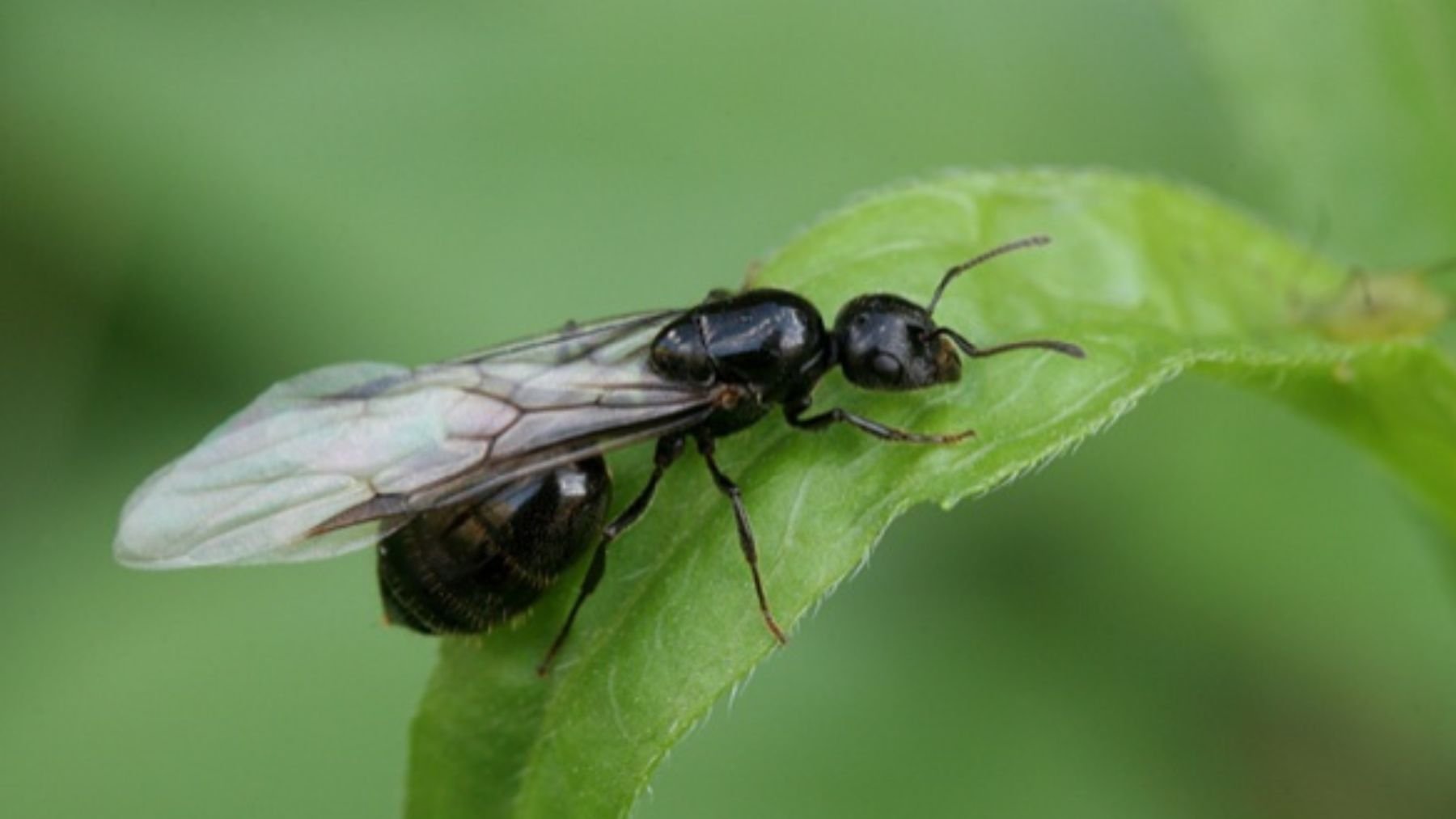 Hormigas voladoras.