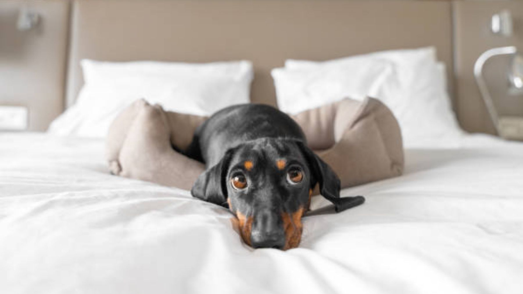 Perro en una cama.