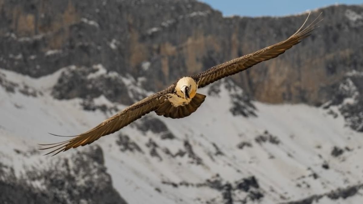 Un ejemplar adulto de quebrantahuesos en vuelo (Foto: Tony Peral – Gobierno de Aragón)