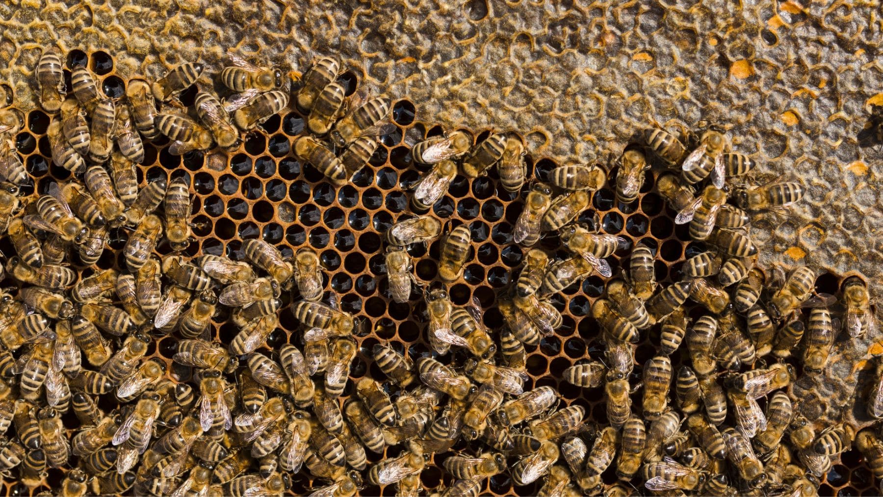 Panal de abejas. Foto: Freepik