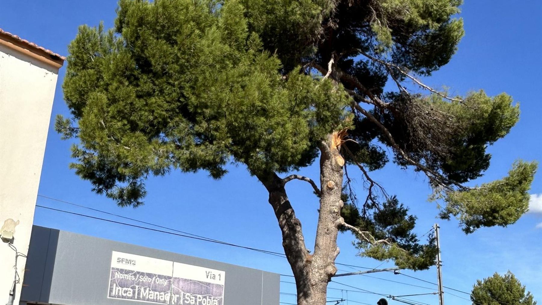 Uno de los pinos de la estaciòn de tren de Es Figueral, Marratxí.