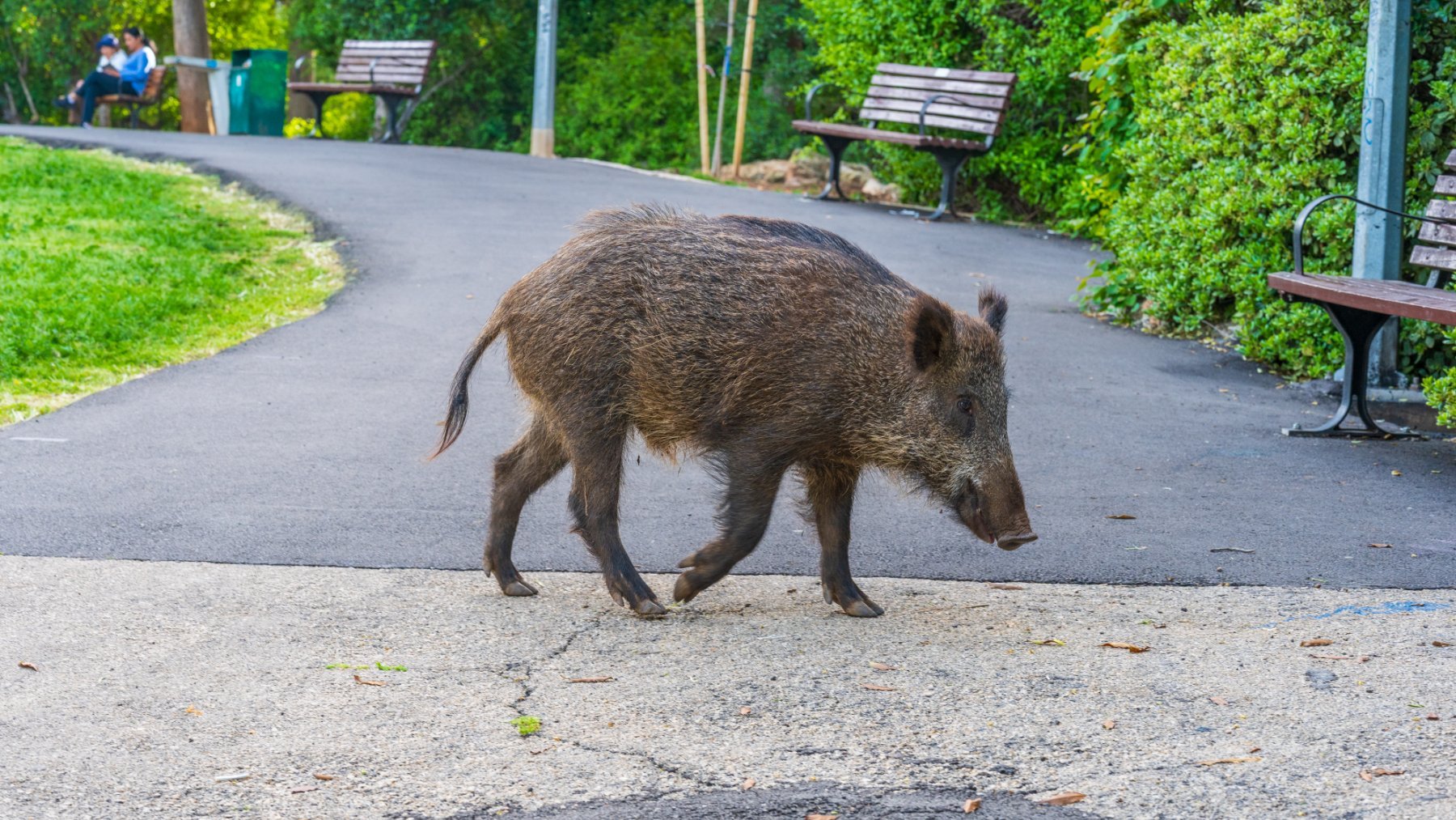 Un jabalí se pasea por un parque público