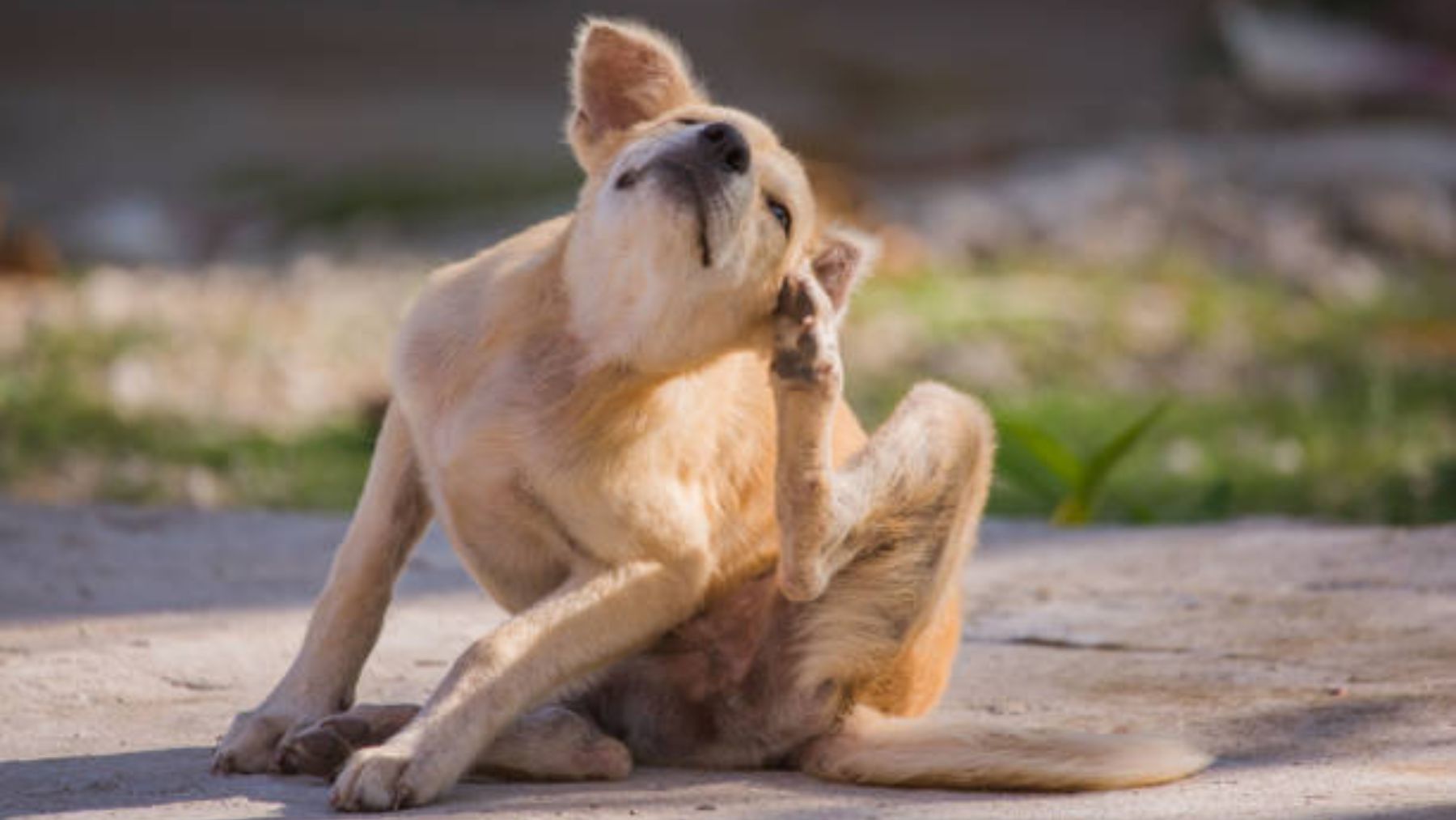 Perro rascándose. Foto: iStock