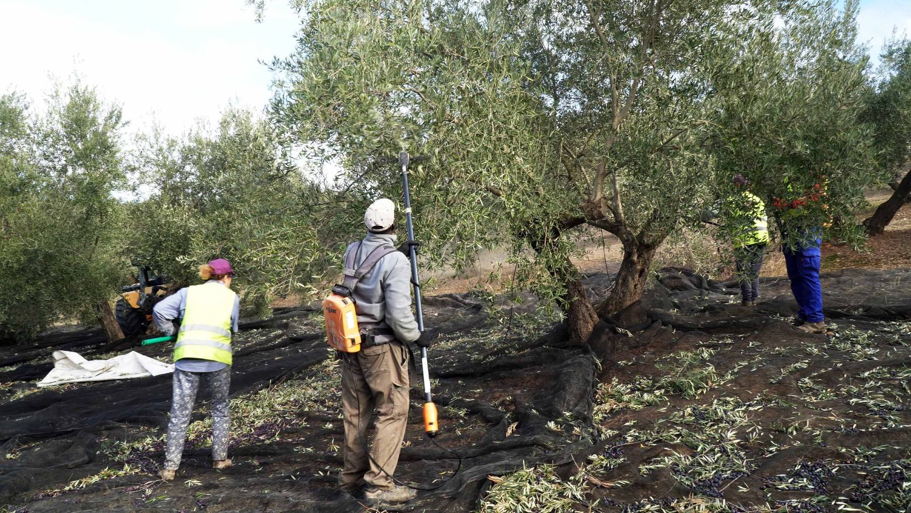 Recogida de aceituna. (Foto: EP)