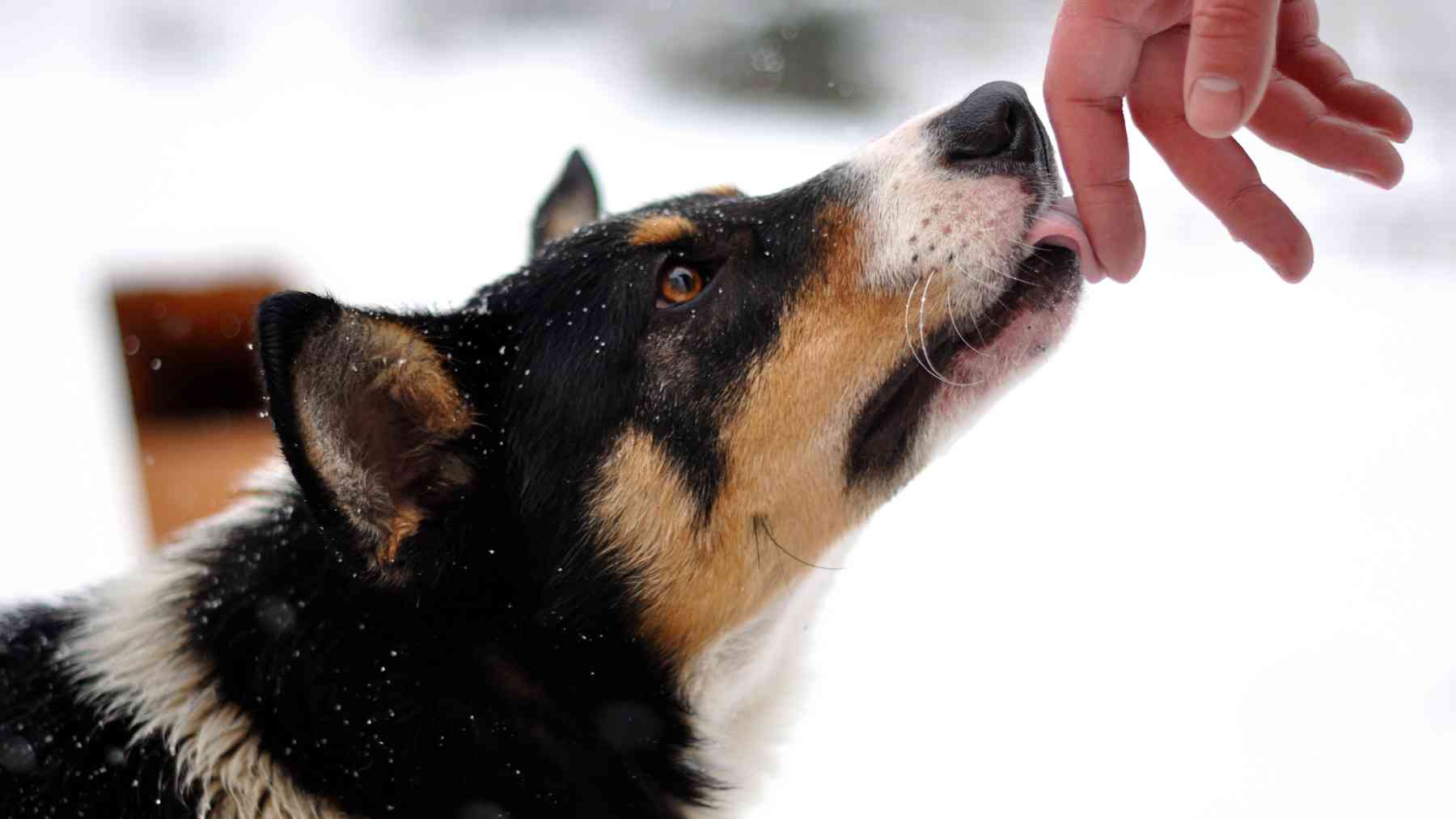 Un perro lamiendo la mano de su dueño.