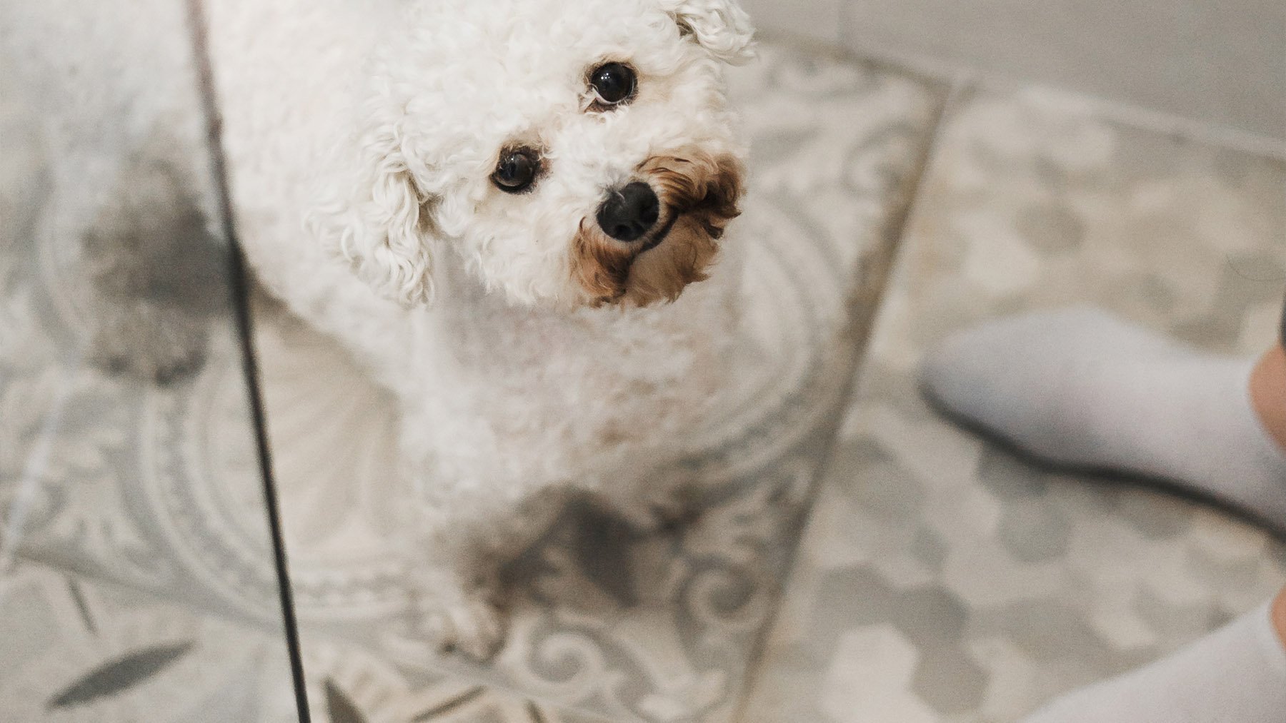 Perro en el baño. Foto: Freepik.