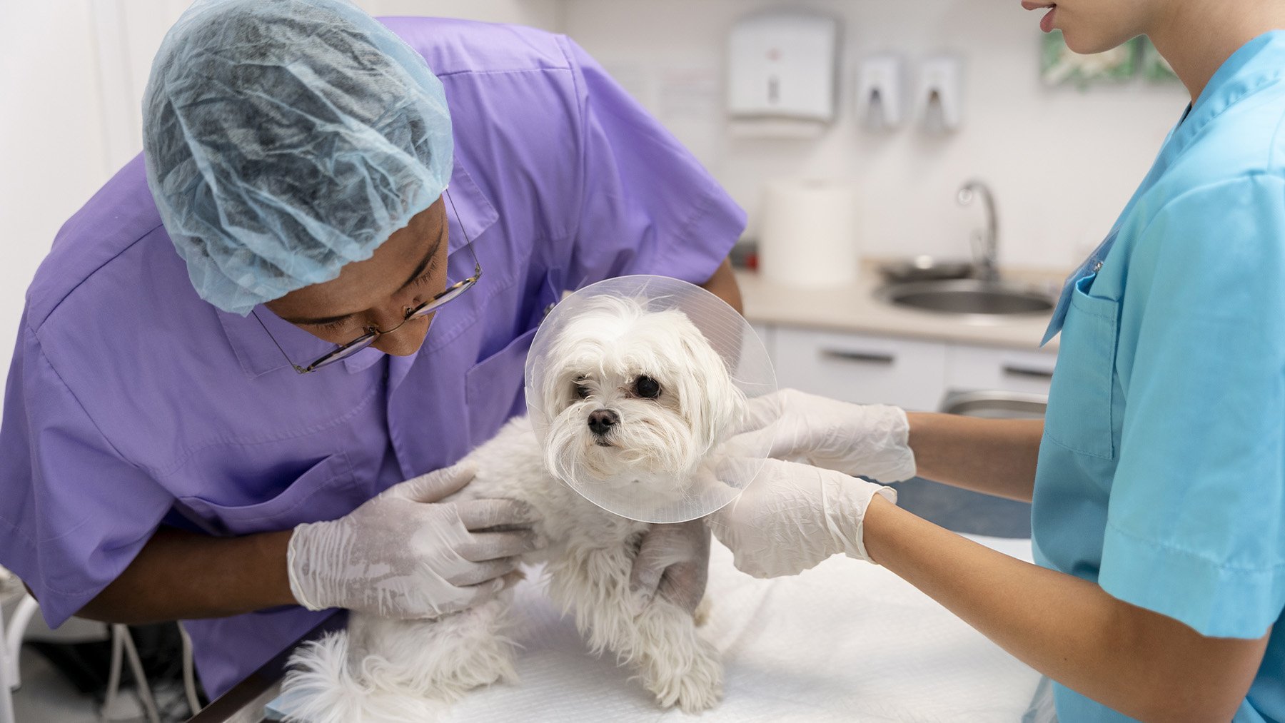 Perro en veterinario. Foto: Freepik.