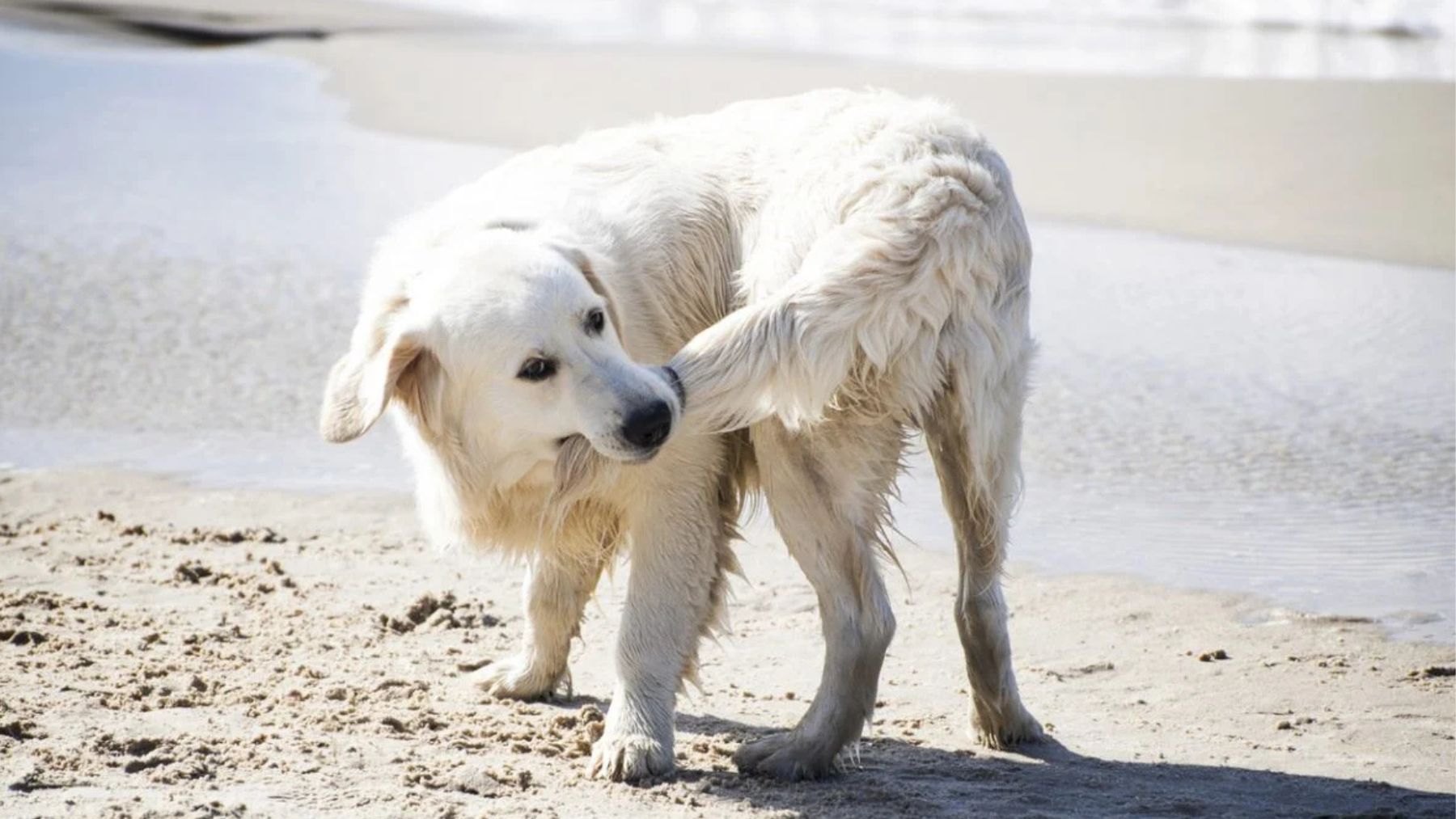 Perro caminando en círculo. Foto: iStock