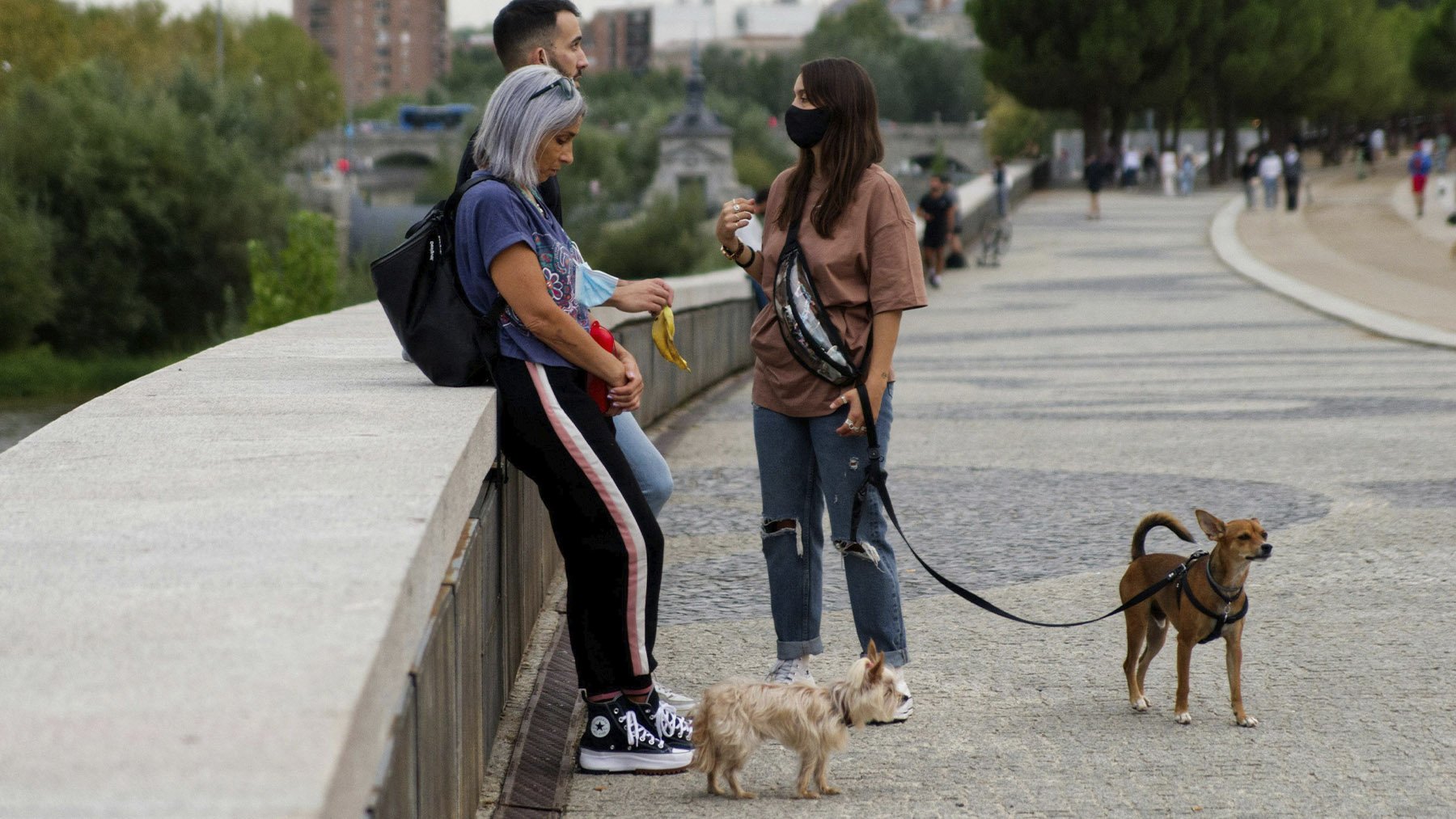 Perros en Madrid. Foto: Pexels.