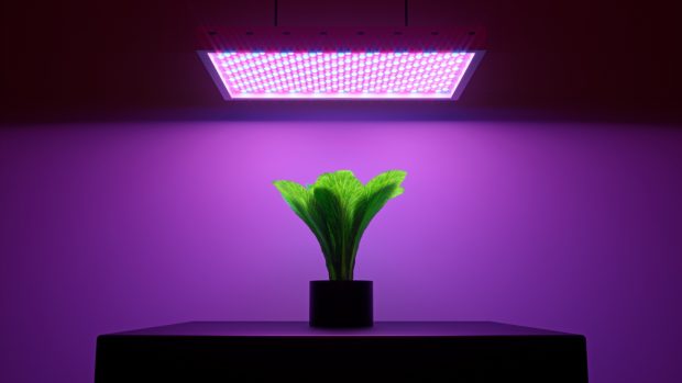 cultivo led