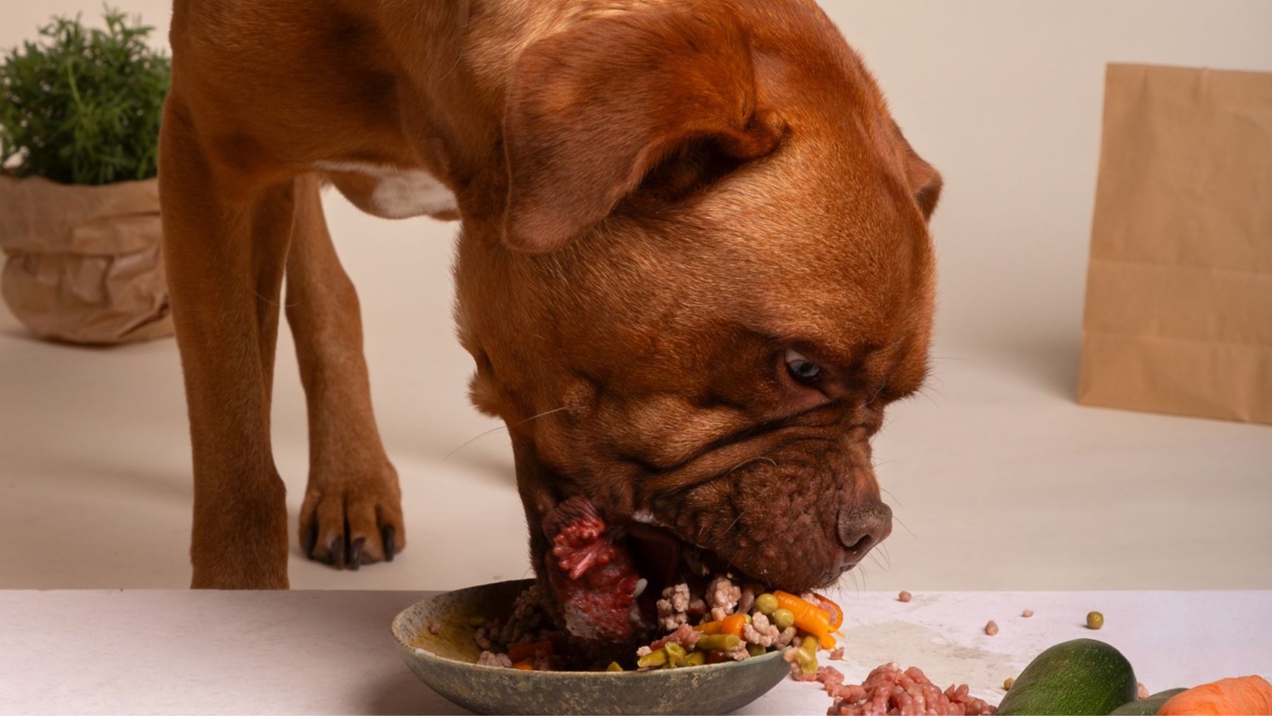 Un perro comiendo rápidamente. Foto: Freepik