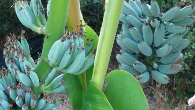 Realmente sabroso: qué es el plátano azul y por qué tiene este color