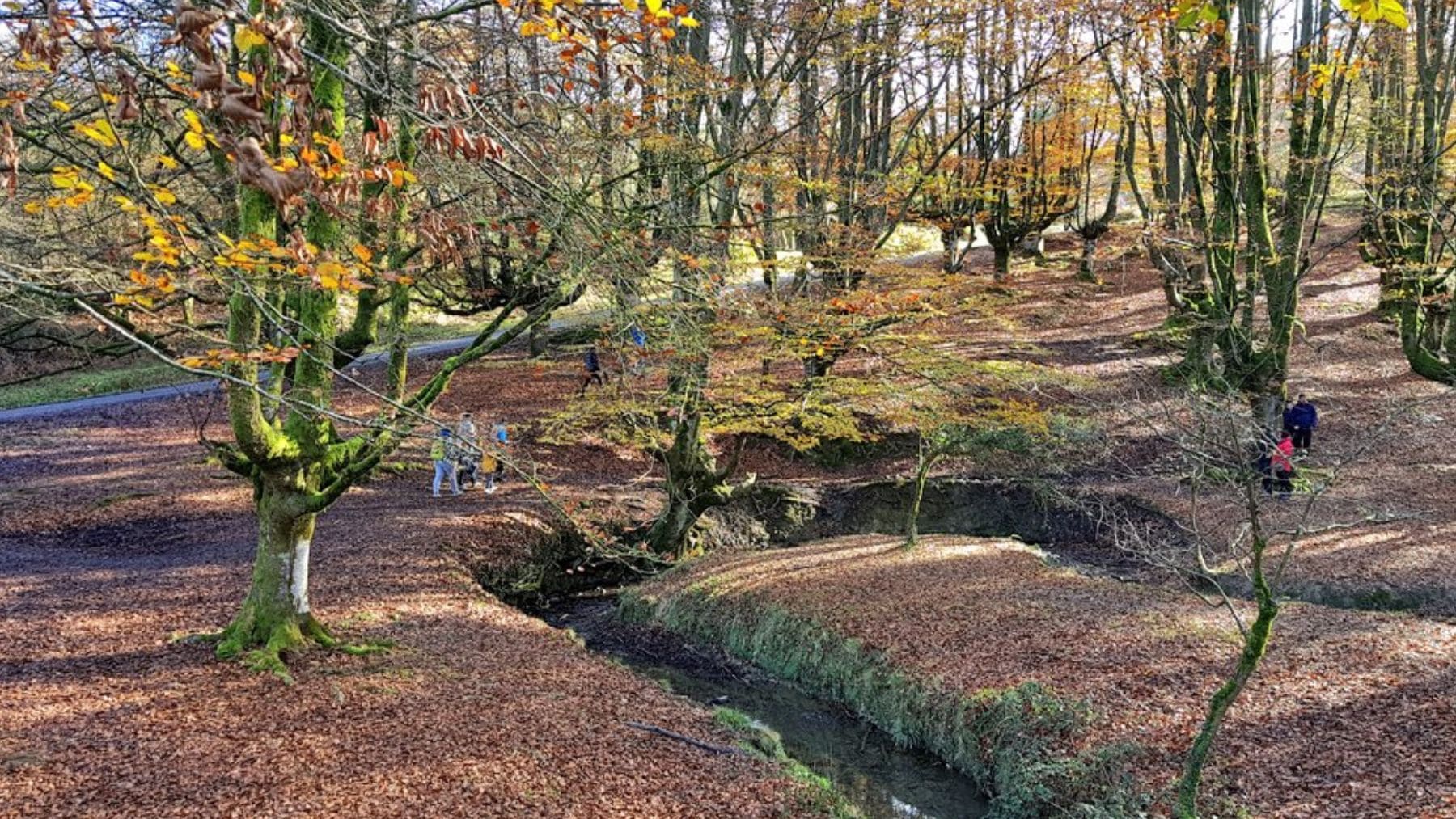 Hayedo de Otzarreta. Foto: Turismo Vasco