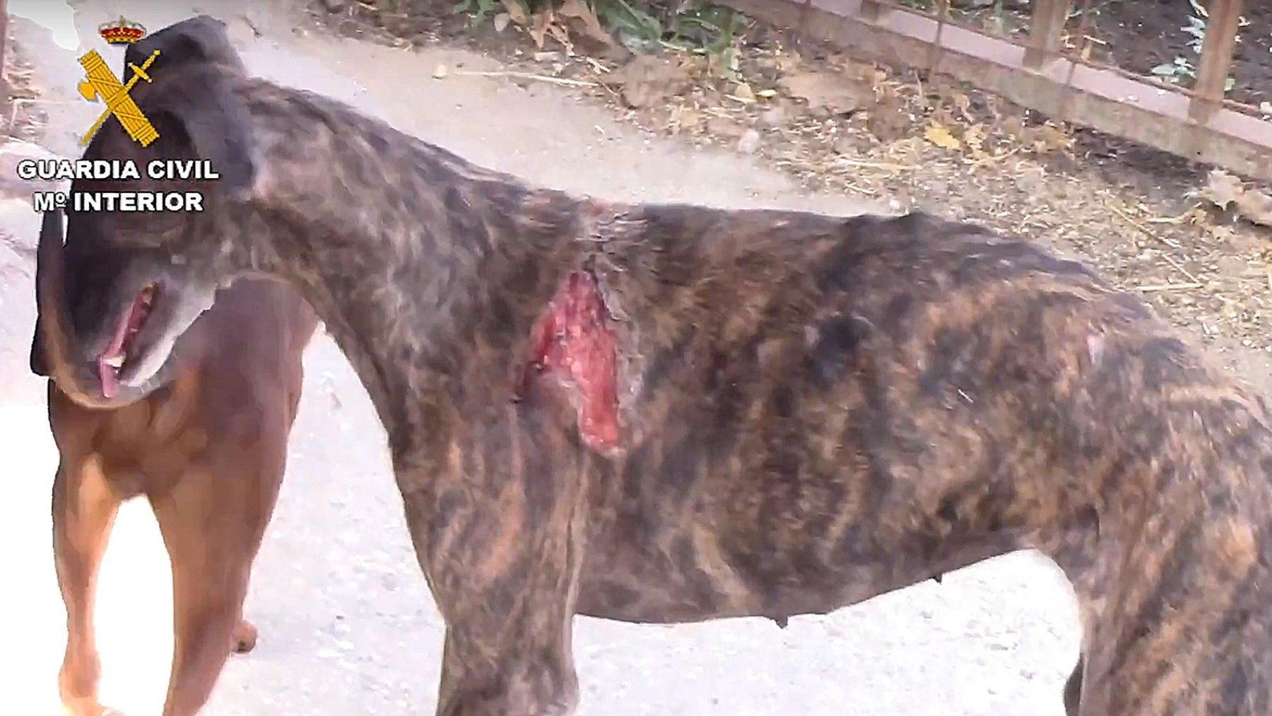 Galgo encontrado en las instalaciones ilegales con las heridas provocadas para extraer su sangre