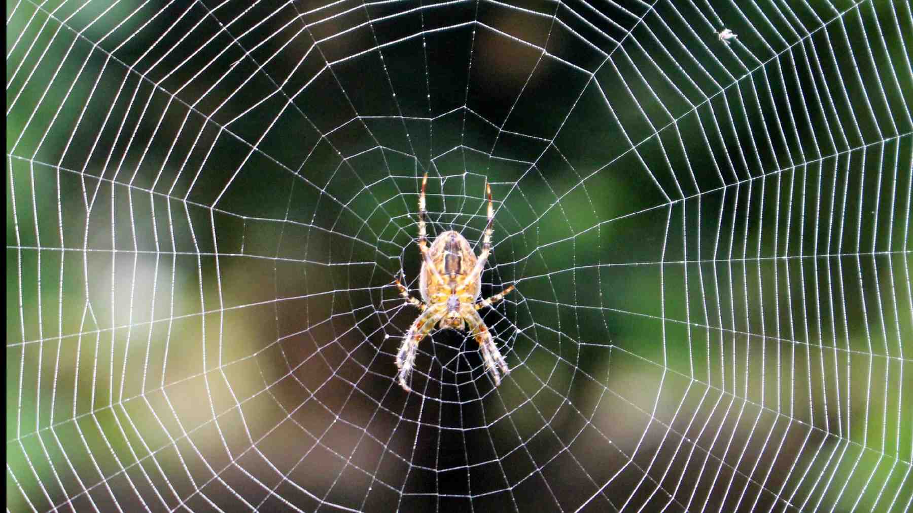 Telaraña.