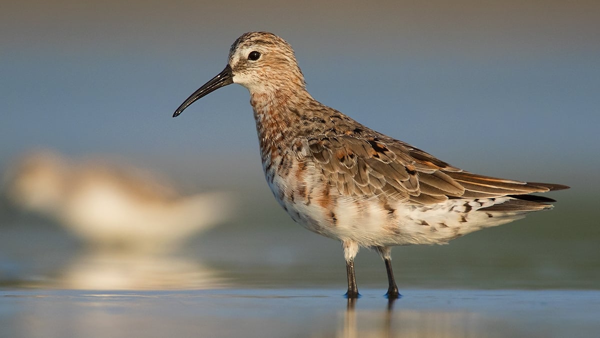 Zarapito (Foto: Ayuwat Jearwattanakanok, vía BirdLife International)