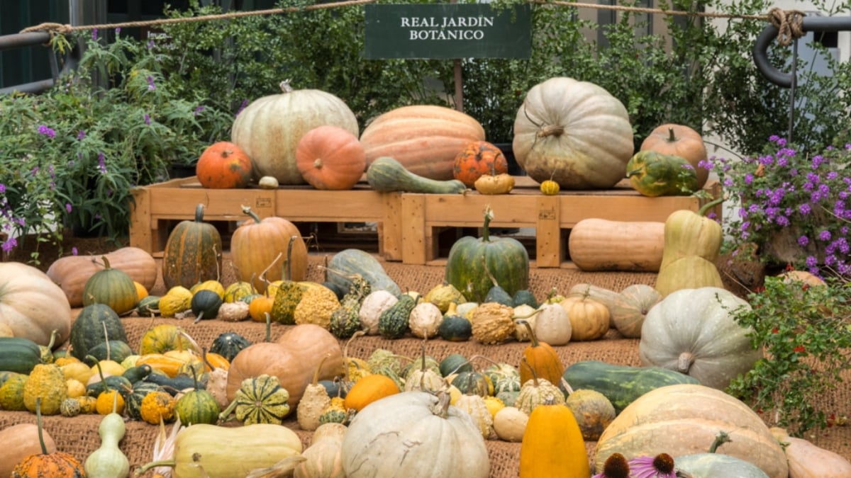 La exposición muestra una gran variedad de calabazas en el corazón de Madrid (Foto: Marisa Esteban | RJB-CSIC)