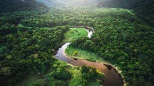 Amazonas colapso