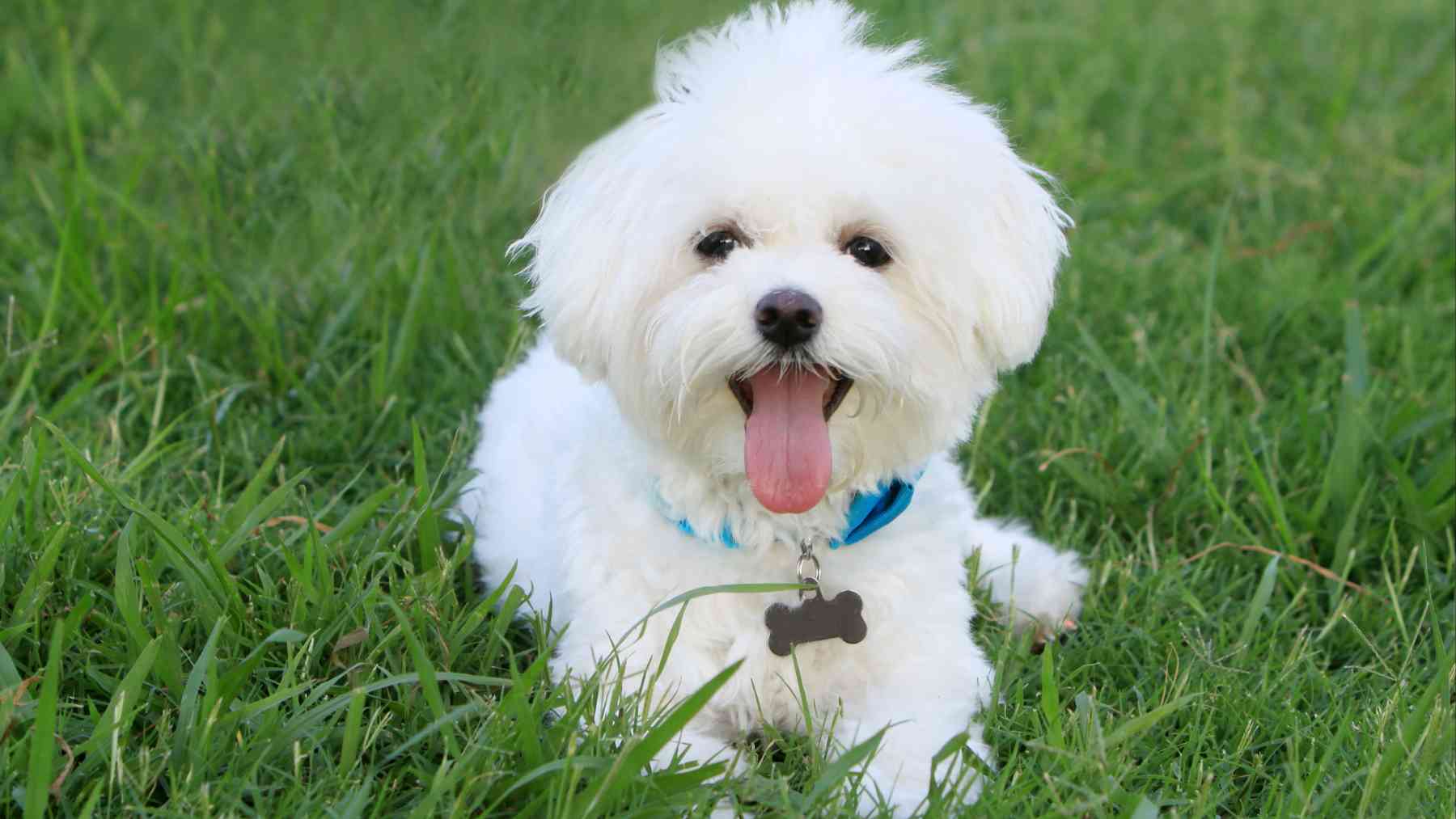 Un perro en el parque.