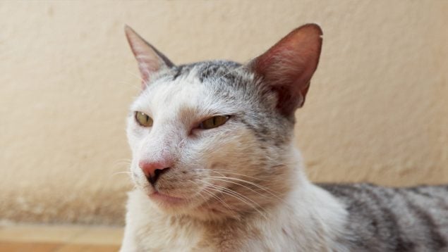 Gato, mascota, ojos