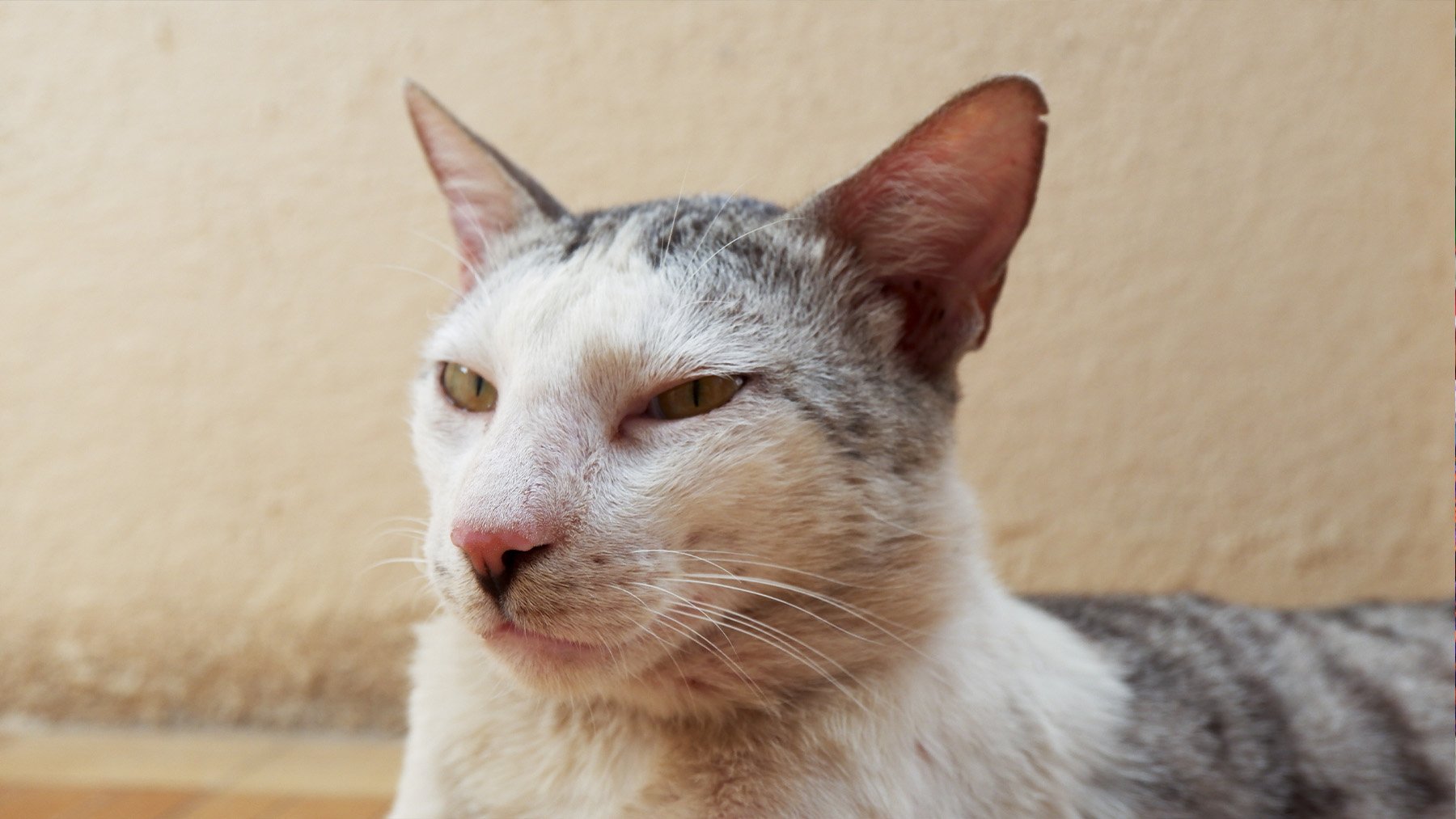 Gato con los ojos entrecerrados. Foto: Freepik.