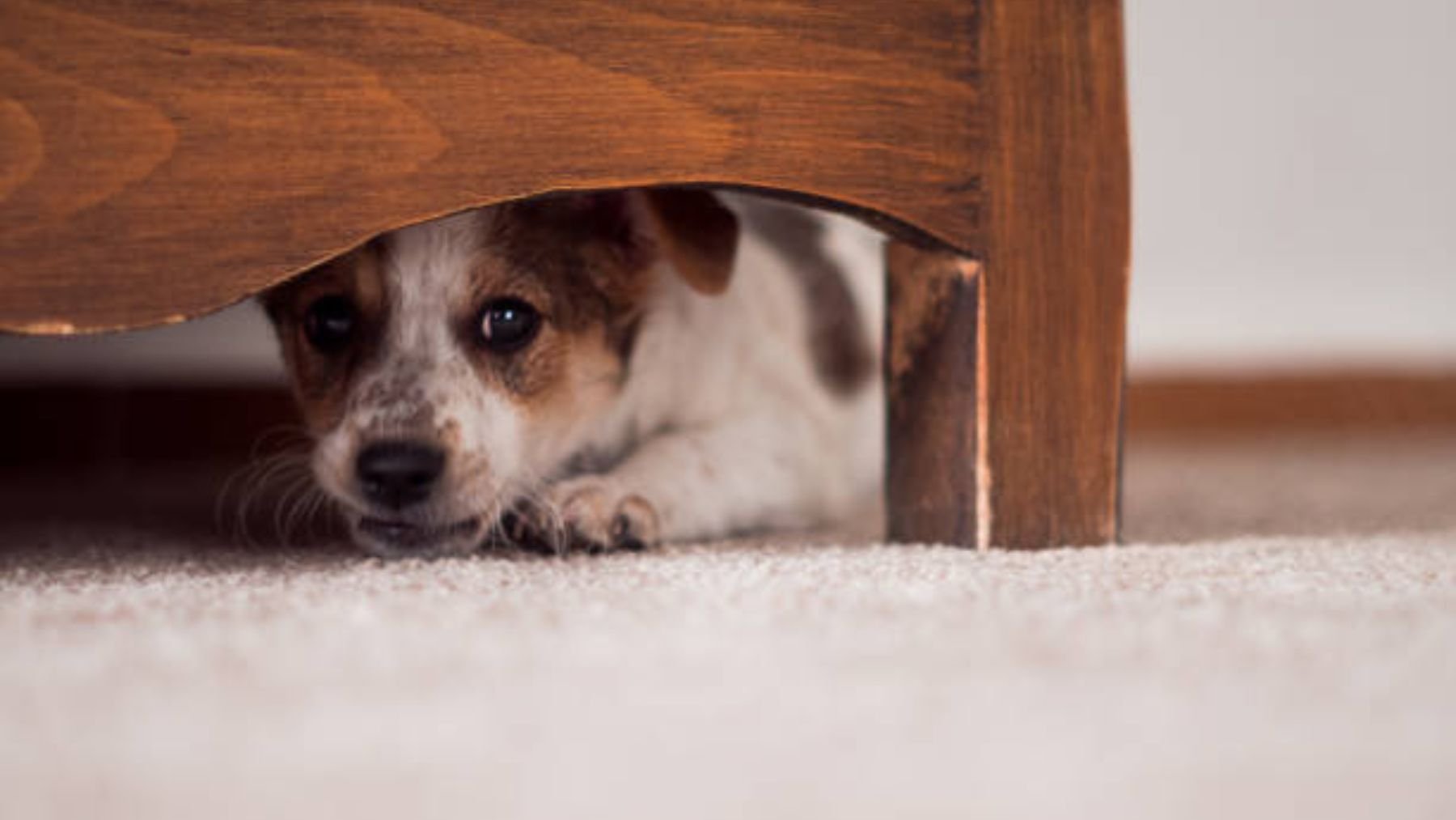 Un perro con miedo. Foto: iStock