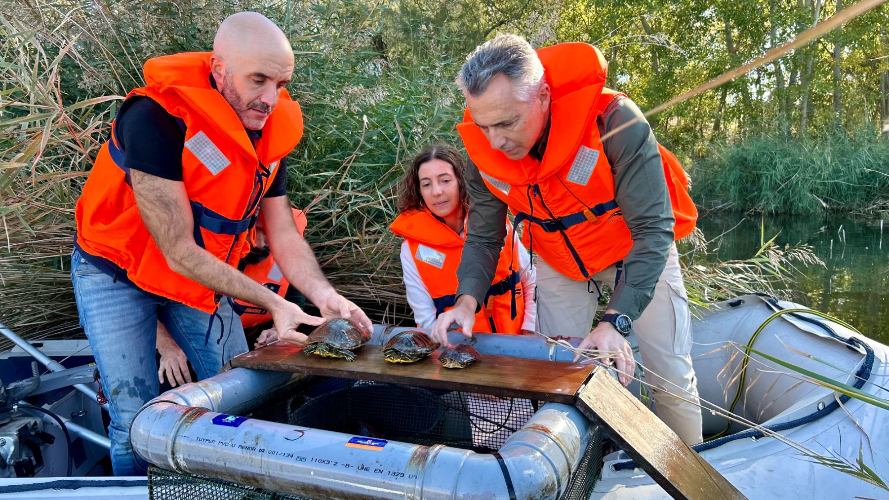 Carlos Novillo, consejero de Medio Ambiente de la Comunidad de Madrid, observa la extracción de tortugas invasoras mediante la técnica del trampeo.