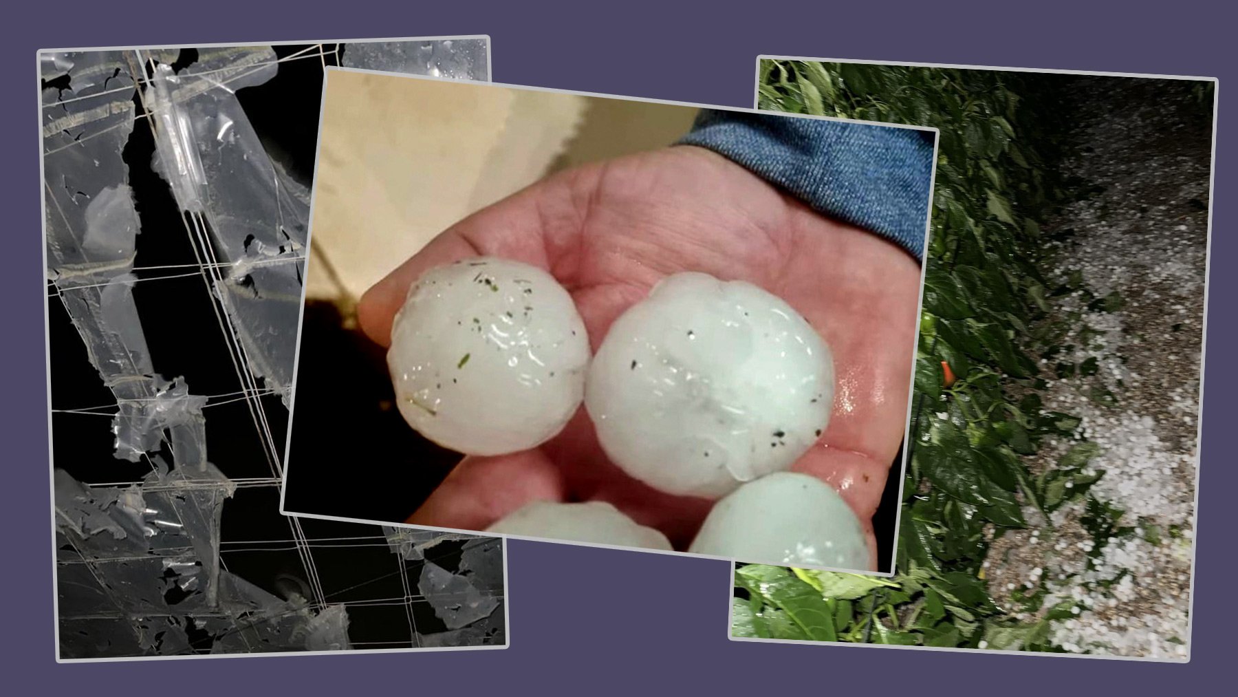 Efectos del granizo en Almería. (Fotos: EFE y COAG)