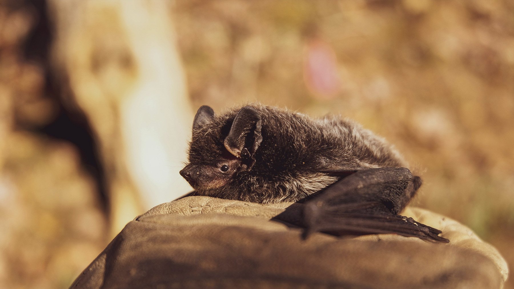 Murciélago descansando. Foto: Pexels.