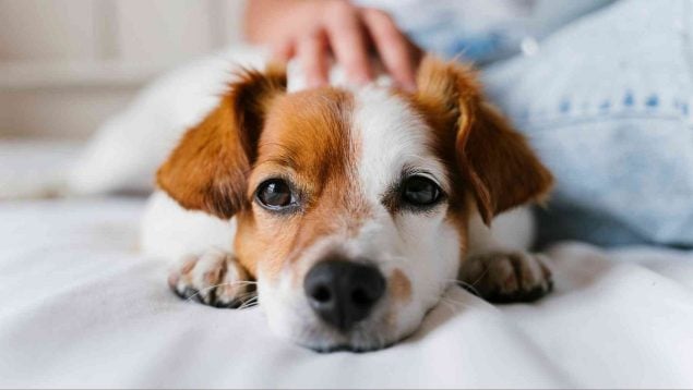 Cuánto tiempo tardan los perros en olvidar a sus dueños