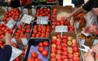 tomates, tomate, marruecos, Sahara, España, agricultura