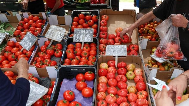 tomates, tomate, marruecos, Sahara, España, agricultura