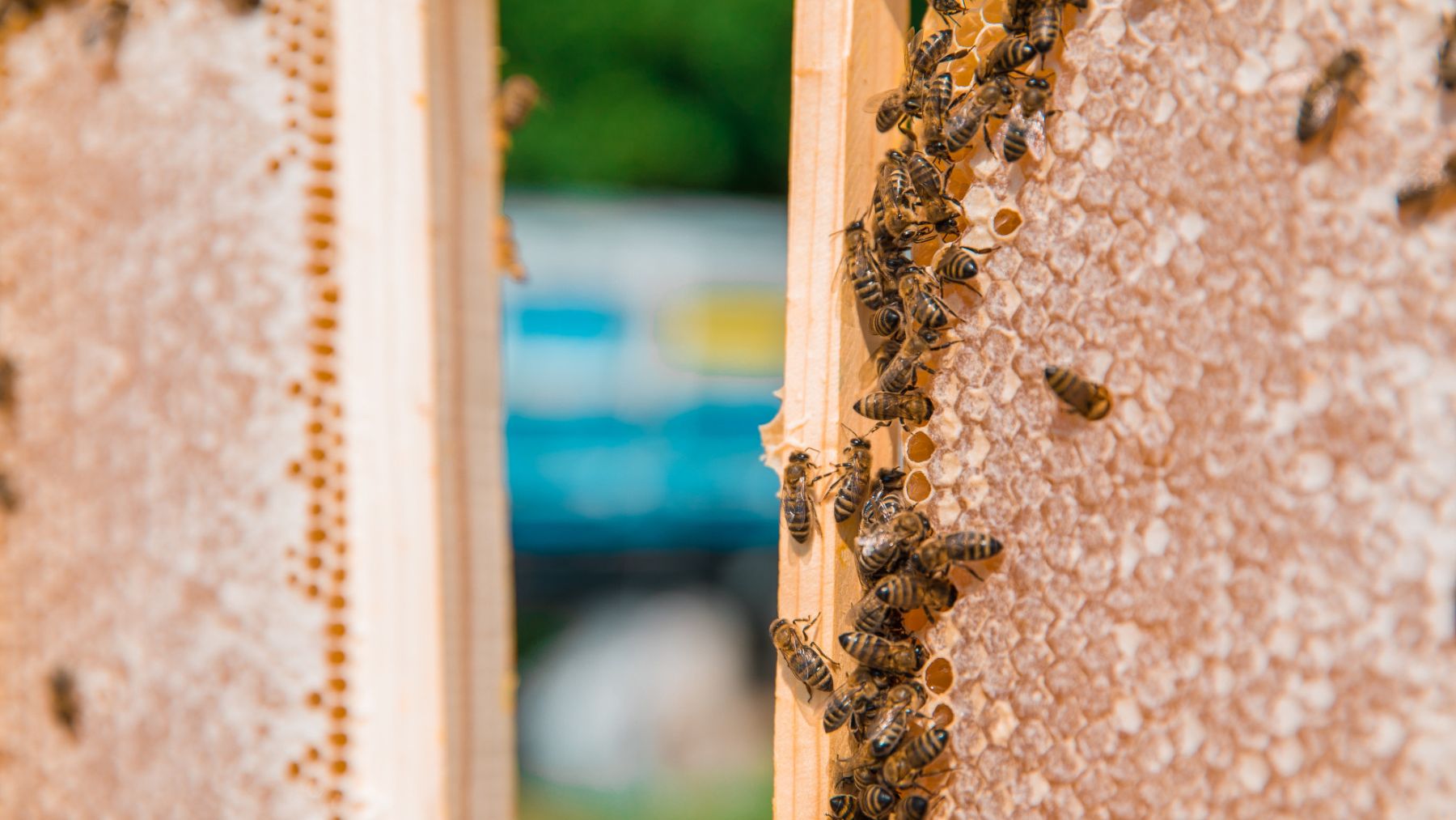 Abejas. Foto: Freepik