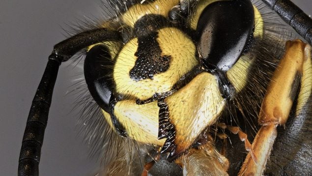 Avispa, abejas, insectos