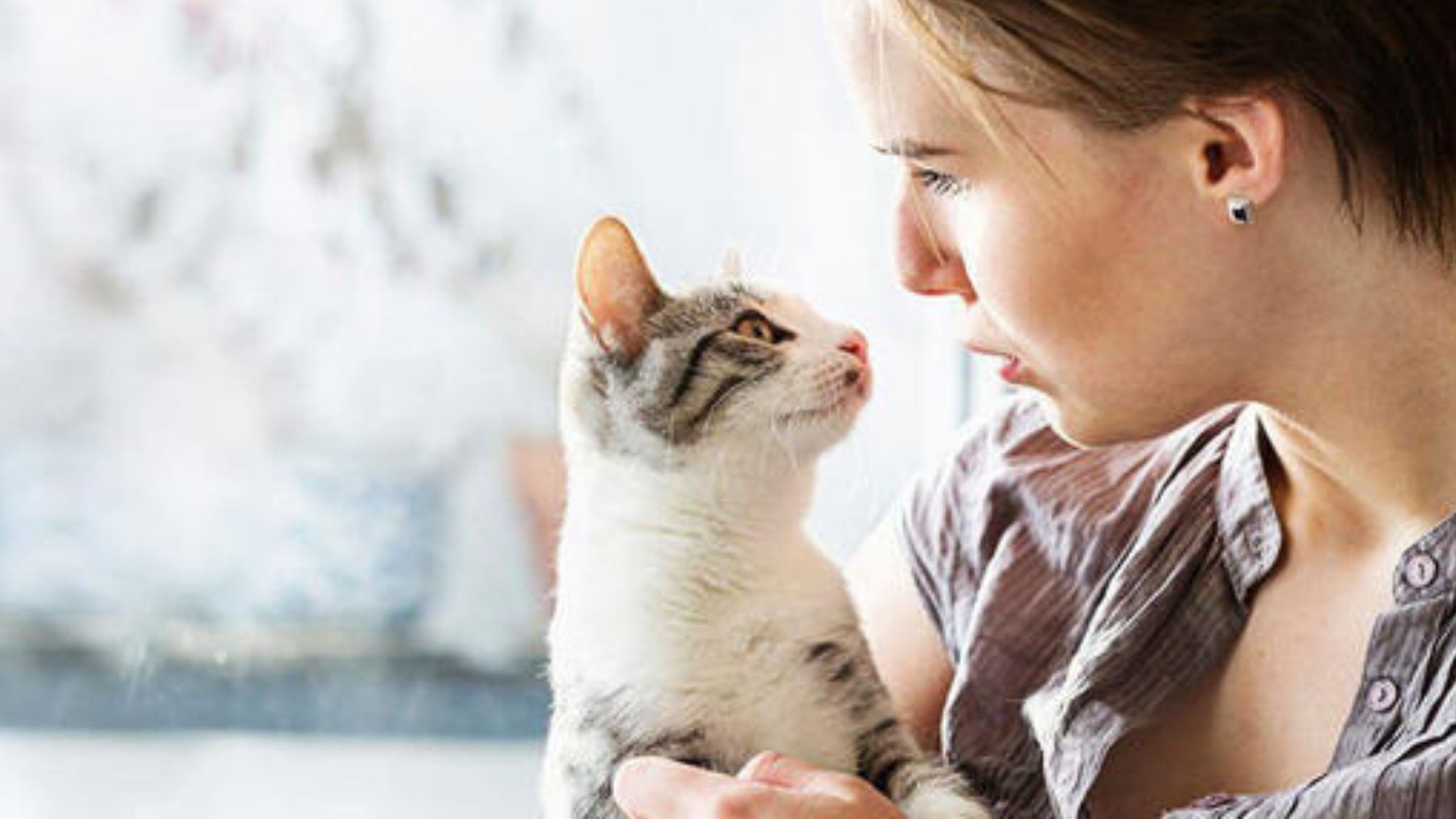 Un gato mirando fijamente a su dueña.