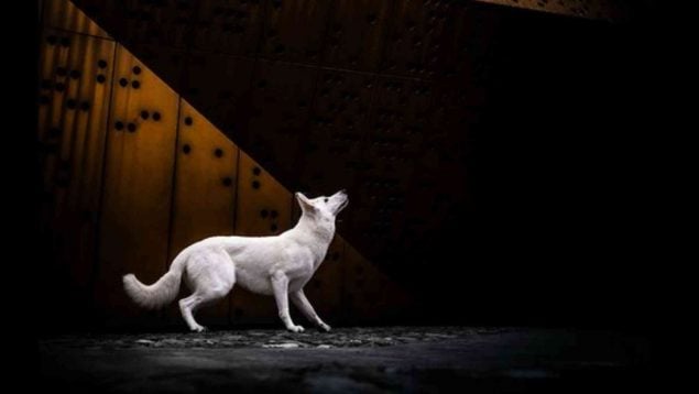 Premio de Fotografía Canina 2024