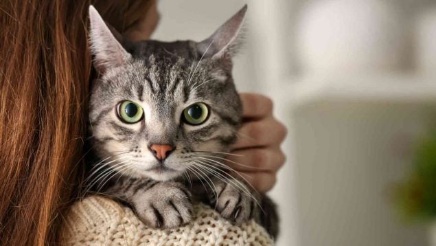 El tiempo que tardan los gatos en olvidar a su dueño