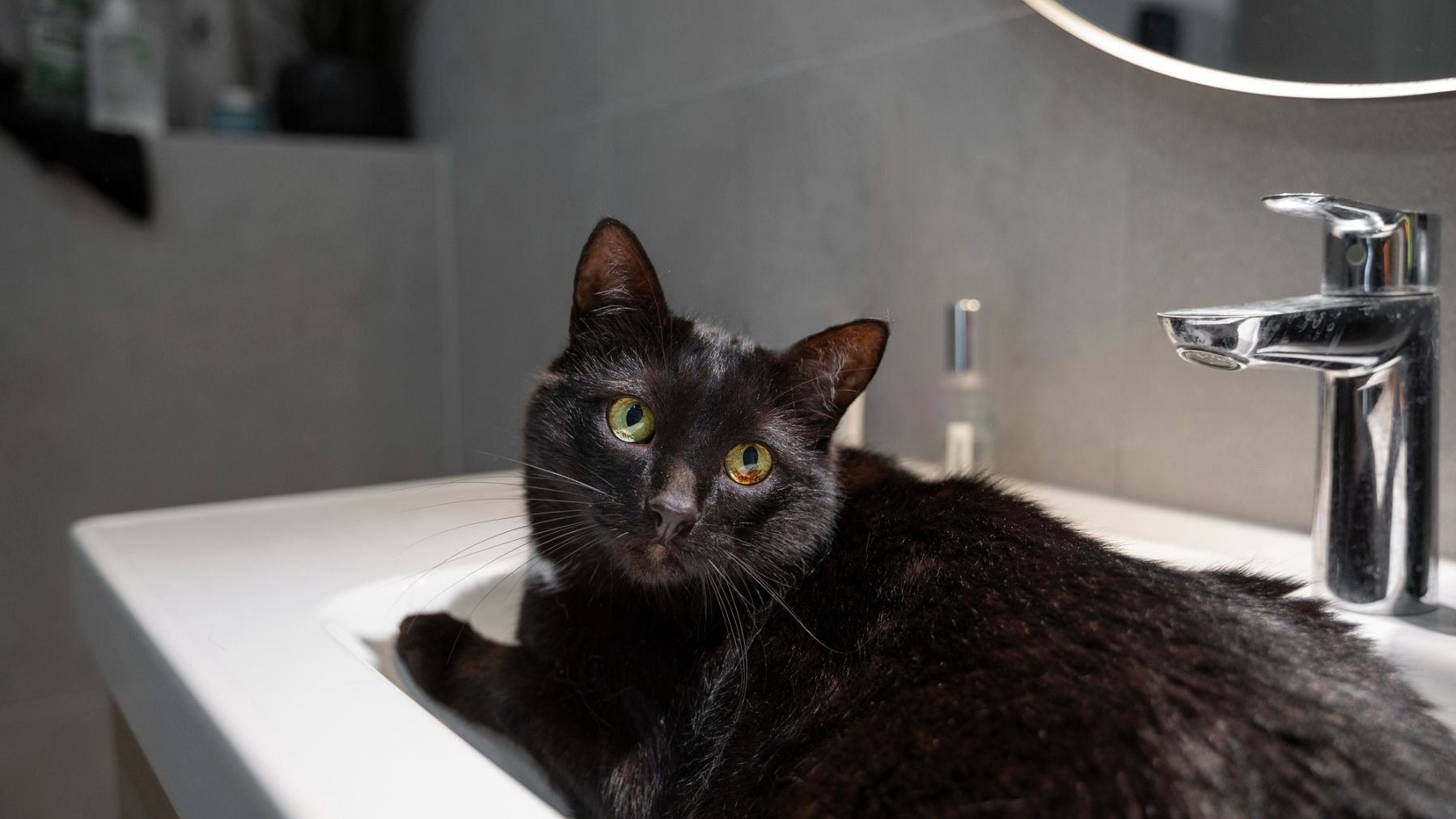 Un gato en el lavabo del baño. Foto: Freepik