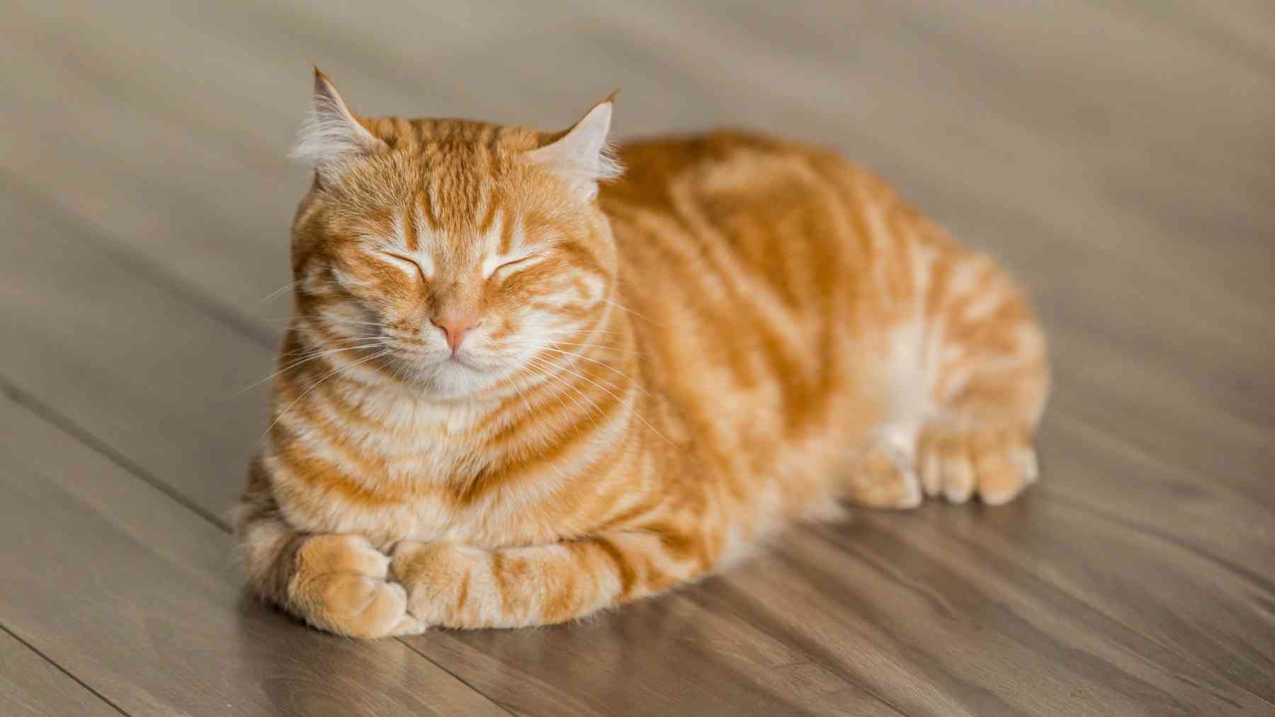 Un gato tumbado sobre el suelo.