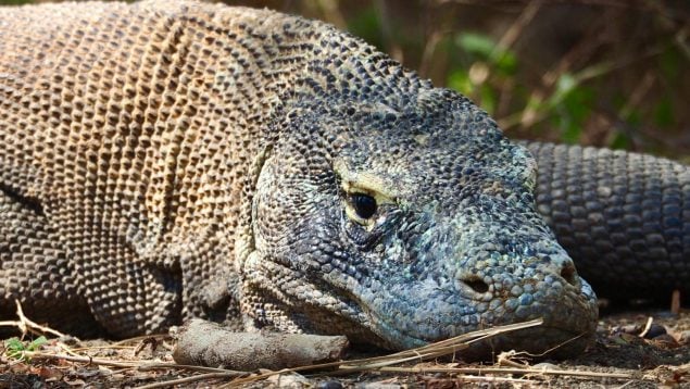 Biodiversidad en la Península