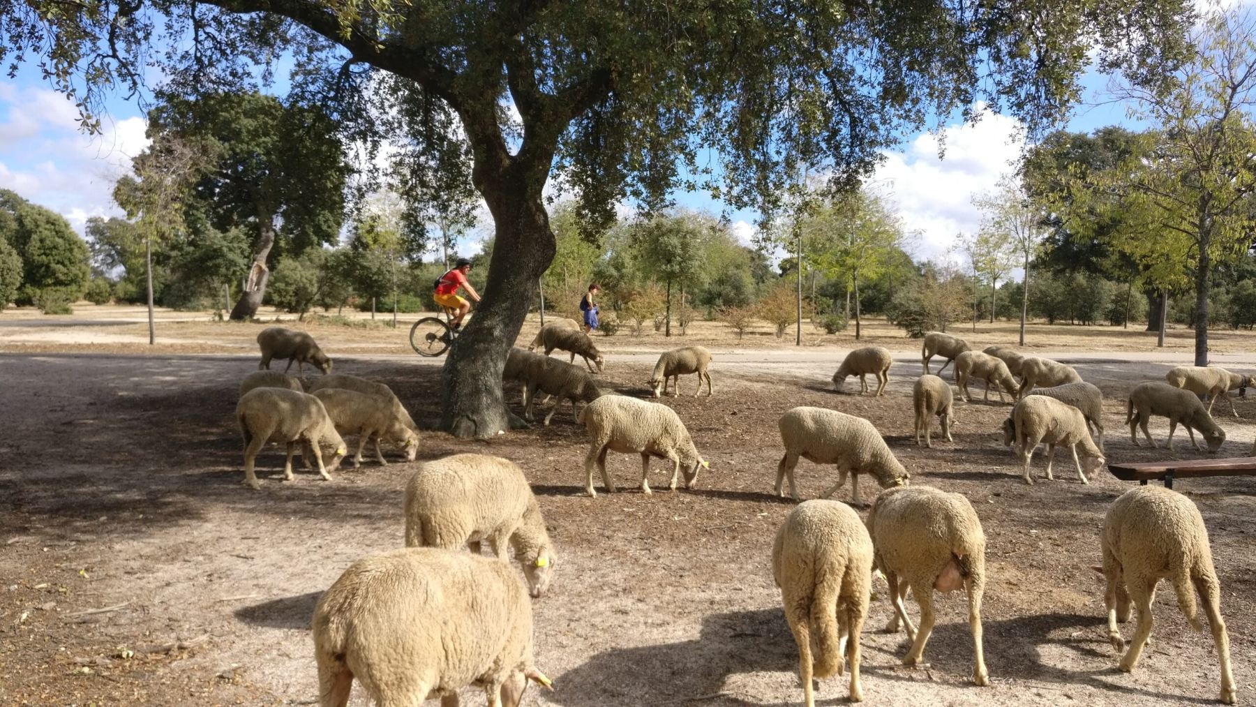 Parque Forestal de Tres Cantos