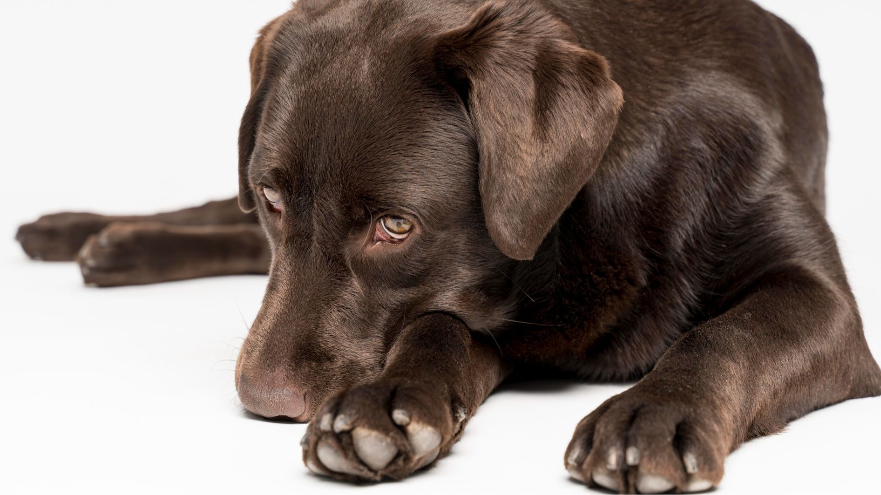 Un perro con lágrimas. Foto: Freepik