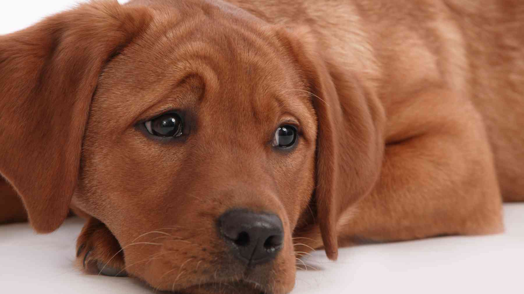 Perro con expresión triste.