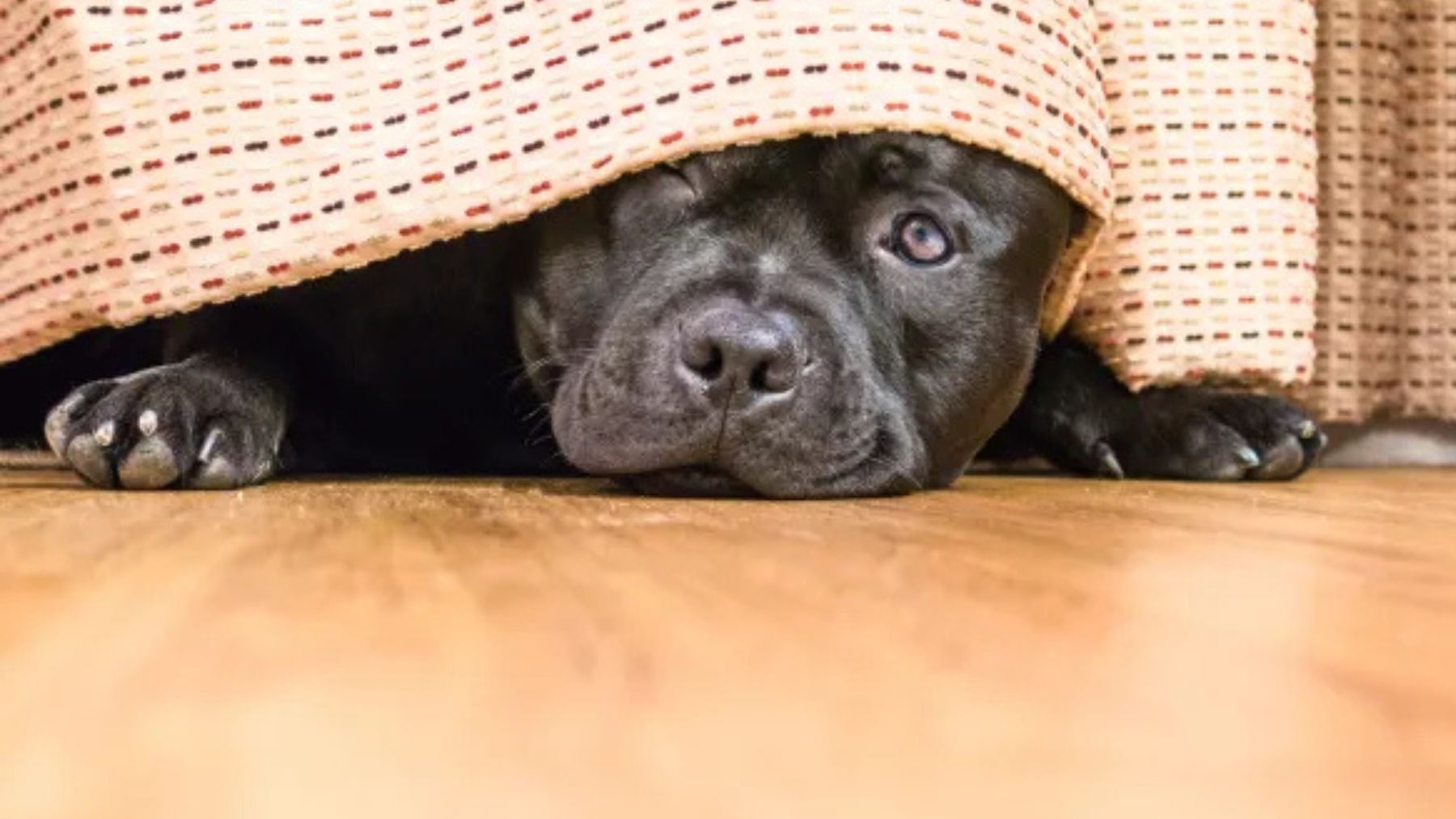 Un perro escondido debajo de la cama porque tiene miedo. Foto: Pinterest