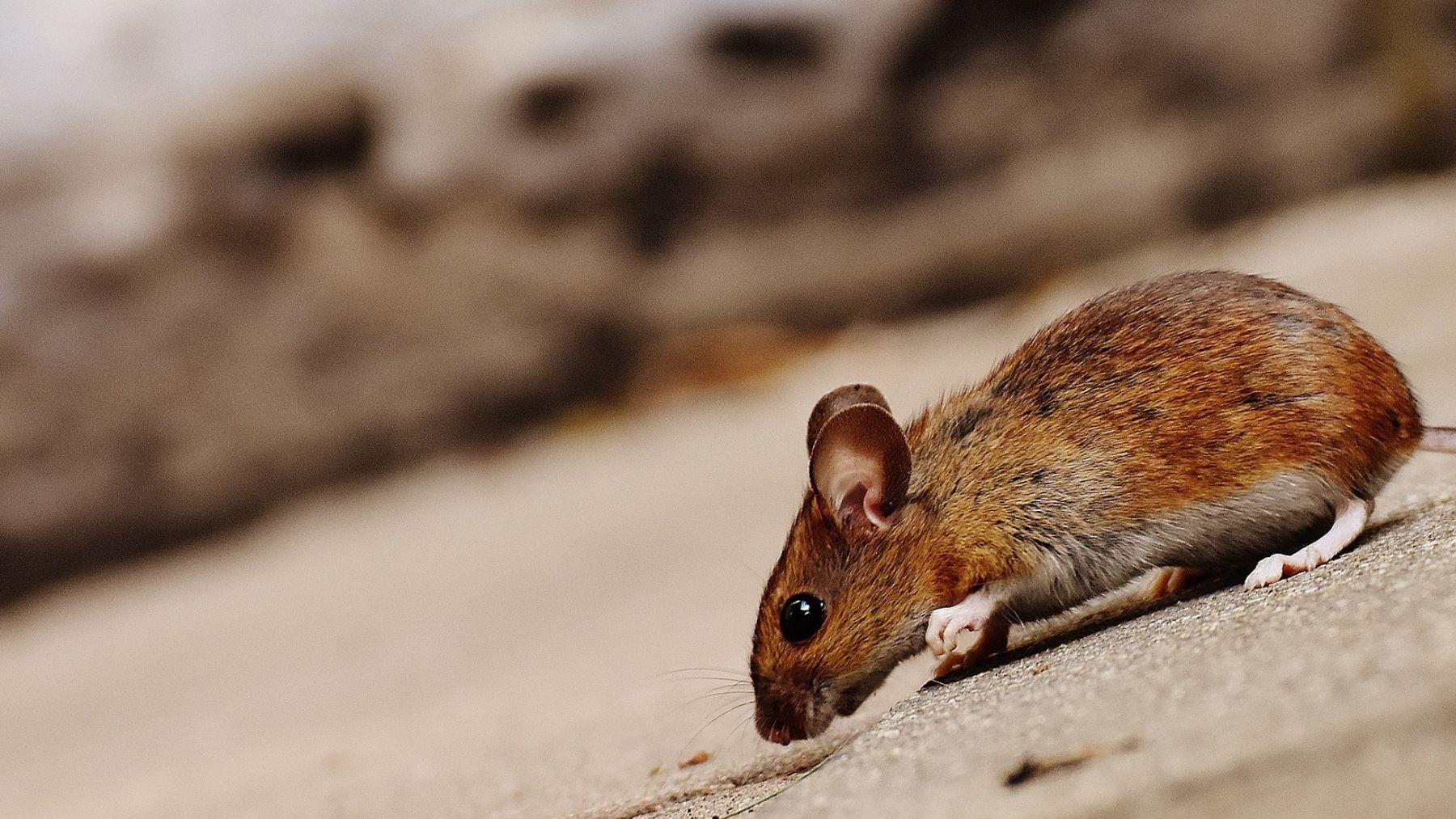 Ratón. Foto: Pixabay